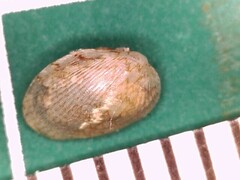 Musculus lateralis
