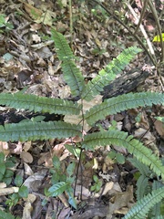Adiantum pyramidale