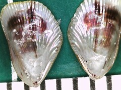 Brachidontes exustus