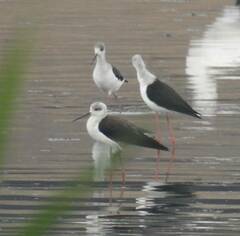 Himantopus himantopus