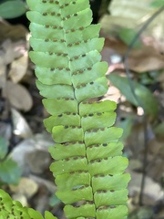 Adiantum pyramidale