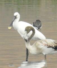 Phoenicopterus roseus