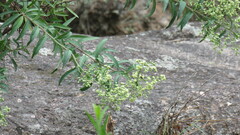 Baccharis punctulata