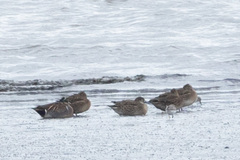 Sibirionetta formosa