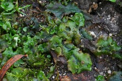 Marchantia polymorpha