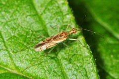 Dicyphus famelicus