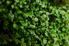 Cladonia humilis