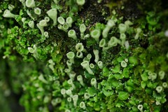 Cladonia humilis
