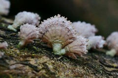 Schizophyllum commune