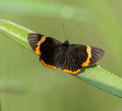 Riodina lycisca