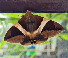 Bastilla crameri