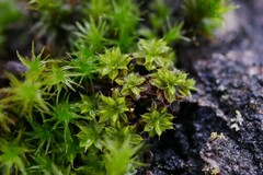 Syntrichia papillosa