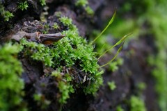 Syntrichia laevipila