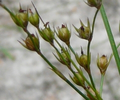Juncus anthelatus