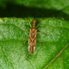 Dicyphus famelicus