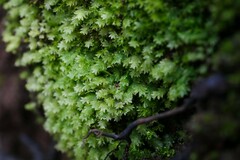 Fissidens taxifolius