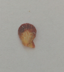 Caribachlamys sentis