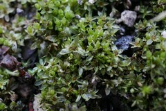 Rhizomnium punctatum