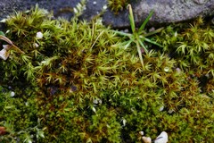 Vinealobryum vineale