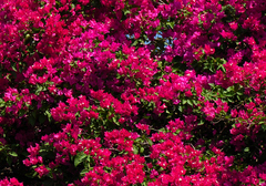 Bougainvillea