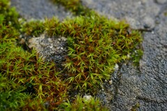 Vinealobryum vineale