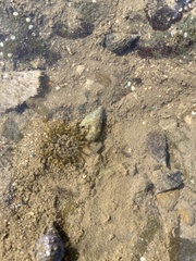 Anthopleura dixoniana