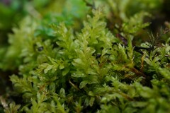 Plagiomnium undulatum