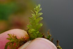 Plagiomnium undulatum