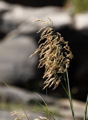 Melinis repens