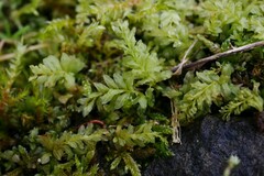 Plagiomnium undulatum