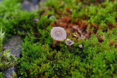 Arrhenia rickenii