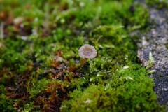 Arrhenia rickenii
