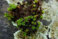 Syntrichia calcicola