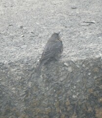 Phoenicurus fuliginosus