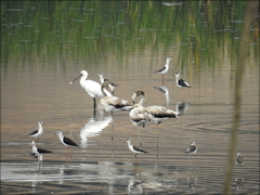 Phoenicopterus roseus