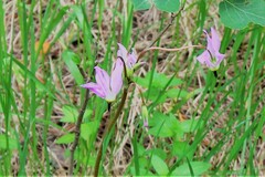 Primula meadia