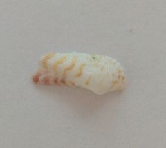 Arca zebra