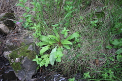 Primula meadia