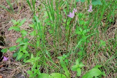 Primula meadia