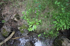 Primula meadia