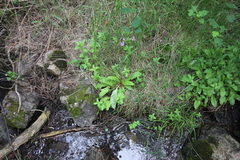Primula meadia