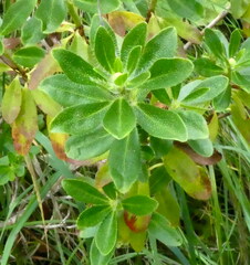 Rhododendron hirsutum