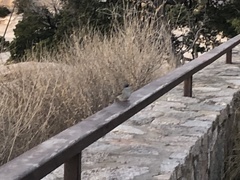 Junco