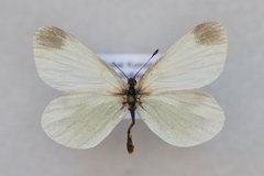 Leptidea duponcheli