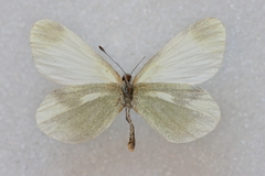 Leptidea duponcheli