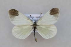 Leptidea duponcheli