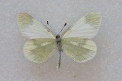 Leptidea duponcheli