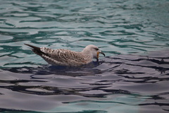 Larus michahellis