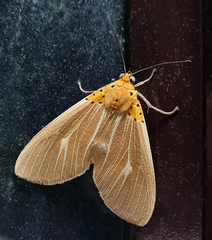 Asota producta