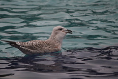 Larus michahellis